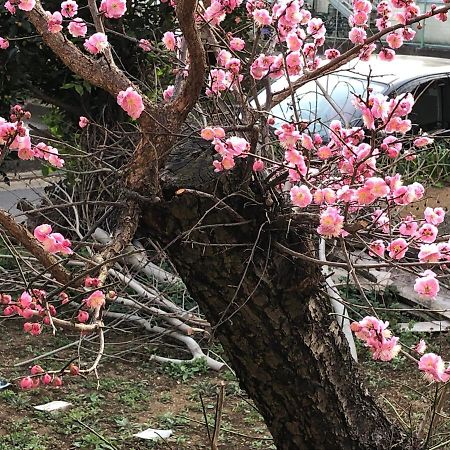 "Cherry House" Is Direct To Narita,Haneda Ap, Disney, Asakusa, Skytree Tower, Tokyo Matsudo Buitenkant foto
