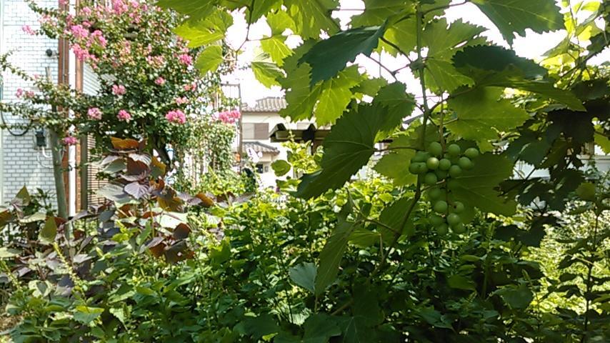 "Cherry House" Is Direct To Narita,Haneda Ap, Disney, Asakusa, Skytree Tower, Tokyo Matsudo Buitenkant foto